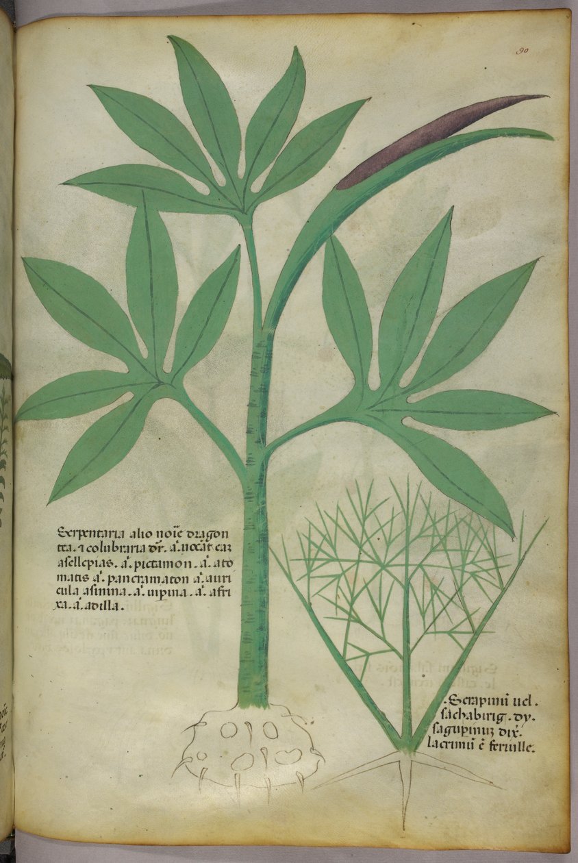 Illustration botanique, vers 1440 (encre et couleur sur vélin) - Italian School
