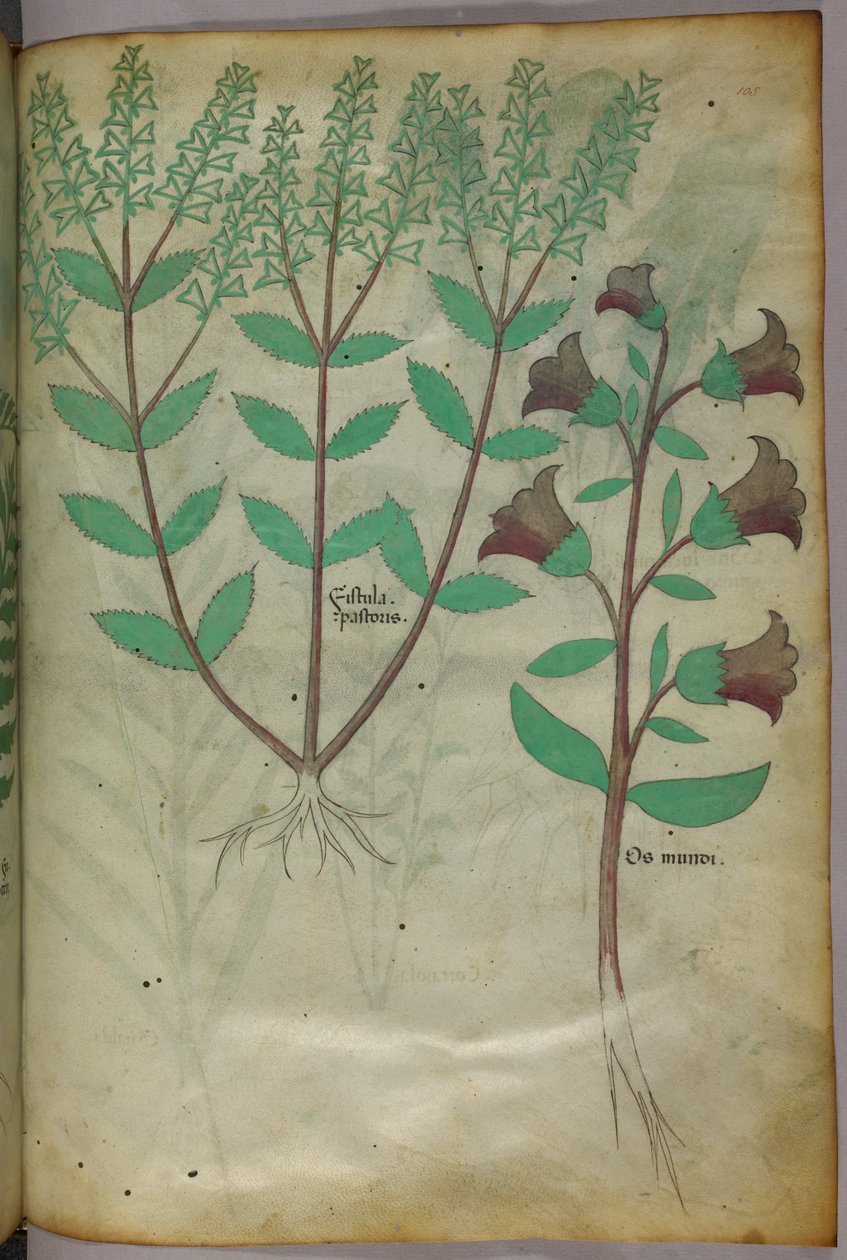 Illustration botanique, vers 1440 (encre et couleur sur vélin) - Italian School