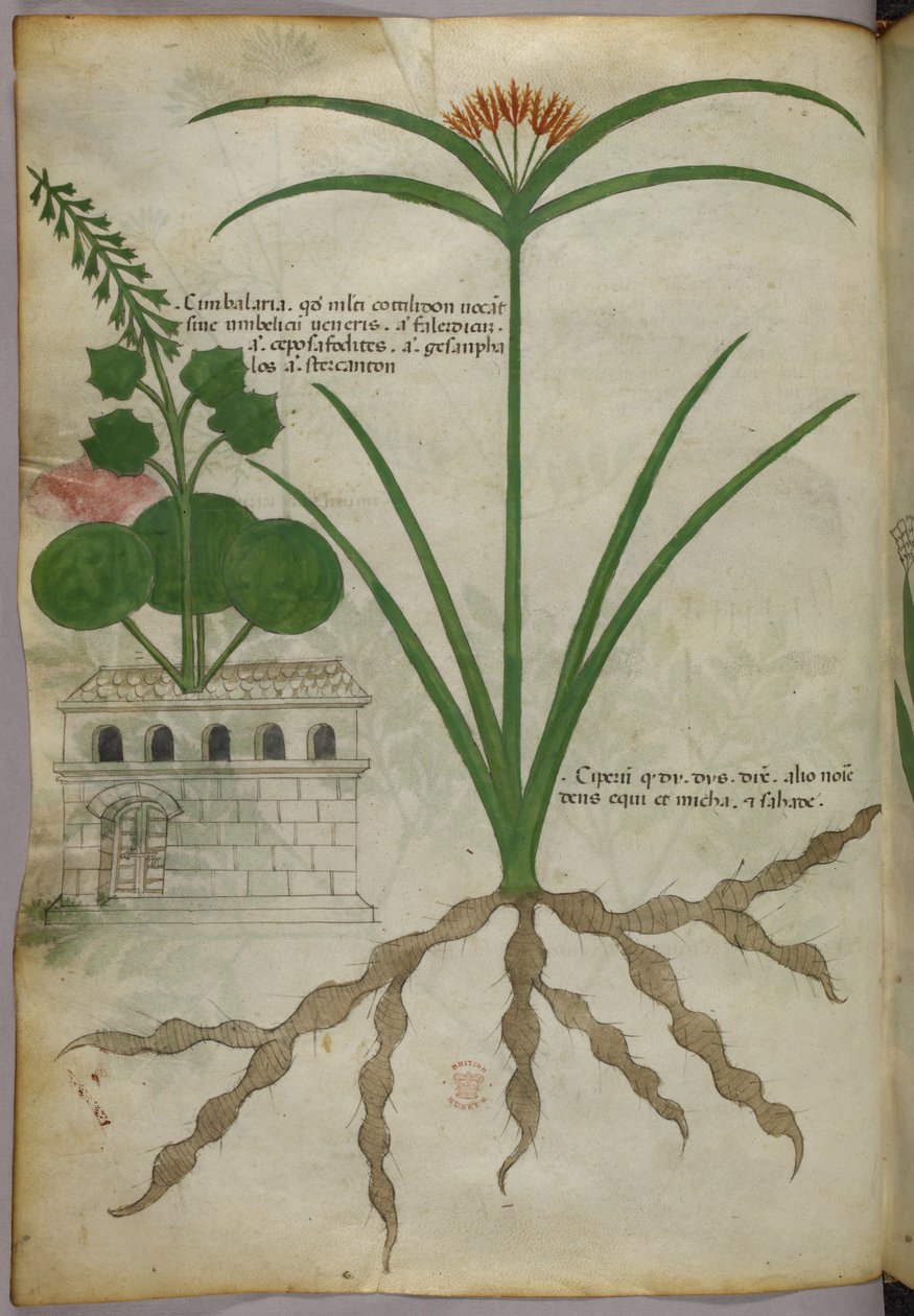 Illustration botanique, vers 1440 (encre et couleur sur vélin) - Italian School