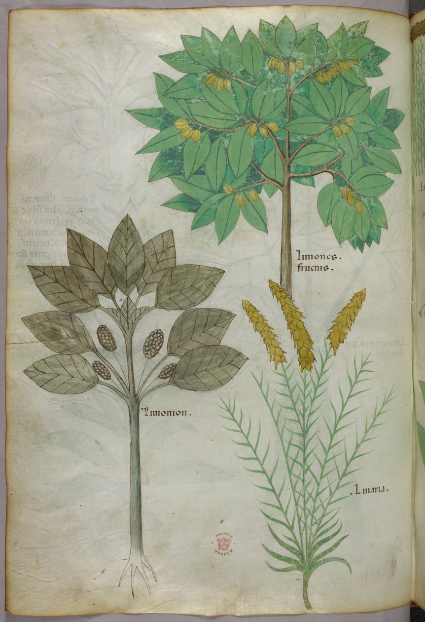 Illustration botanique, vers 1440 (encre et couleur sur vélin) - Italian School