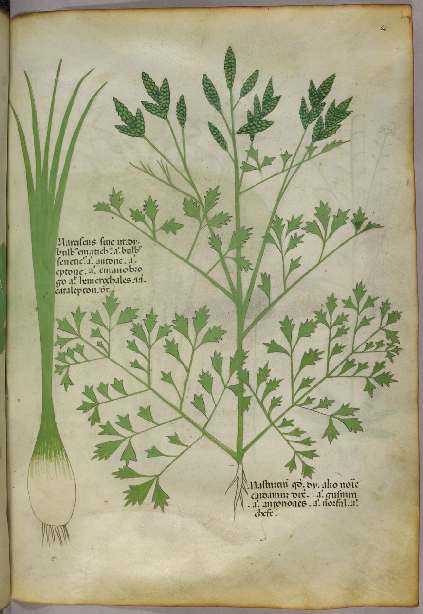 Illustration botanique, vers 1440 (encre et couleur sur vélin) - Italian School