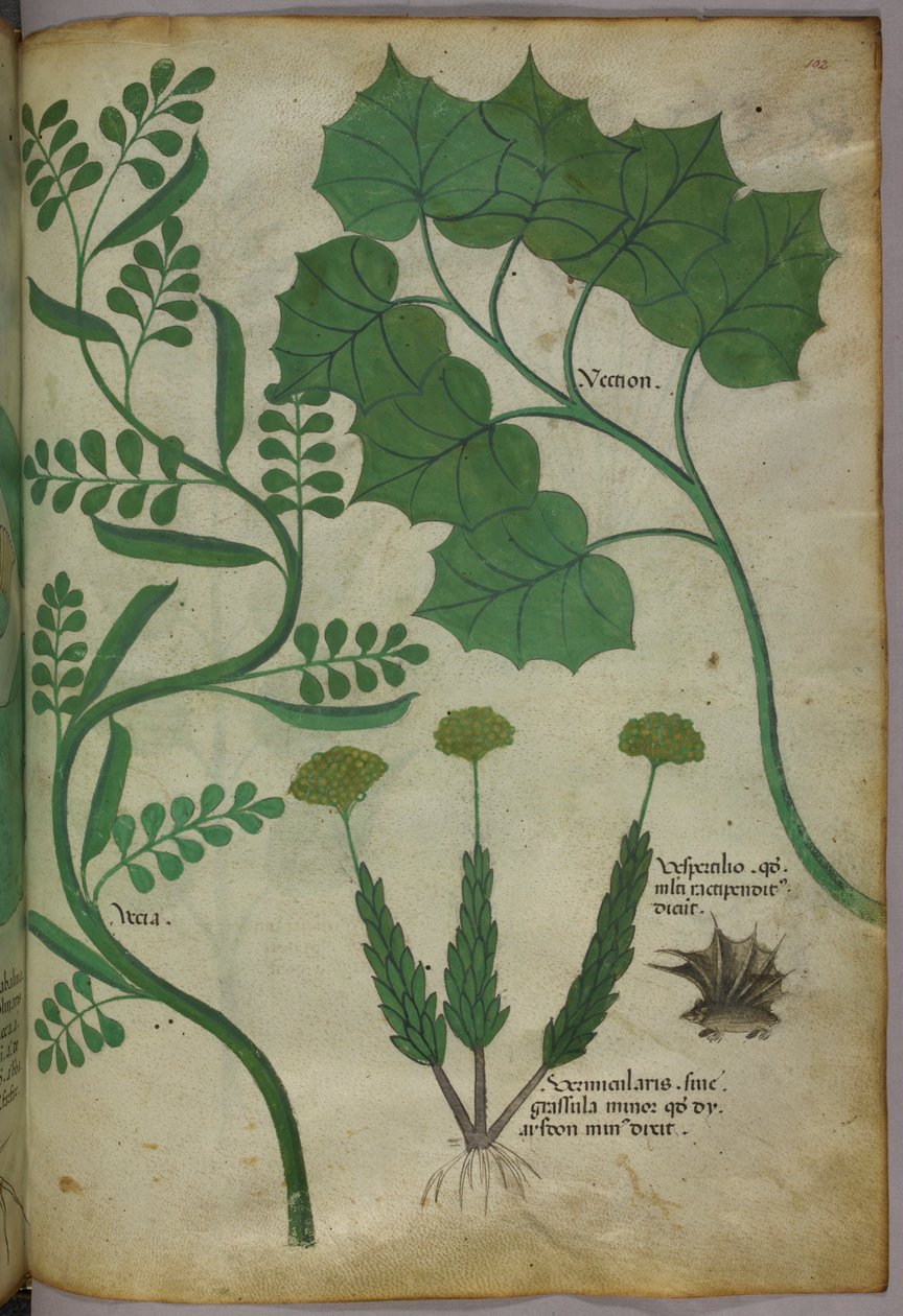 Illustration botanique, vers 1440 (encre et couleur sur vélin) - Italian School