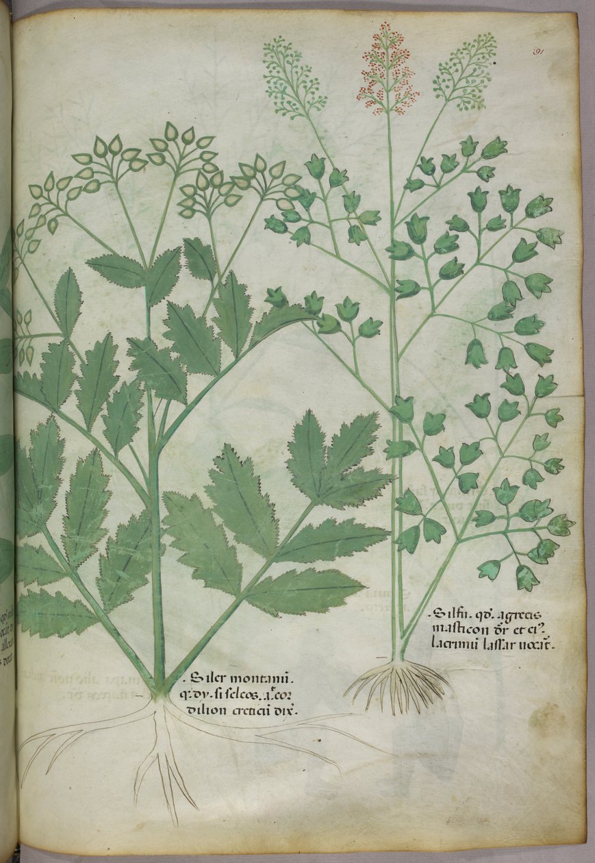 Illustration botanique, vers 1440 (encre et couleur sur vélin) - Italian School