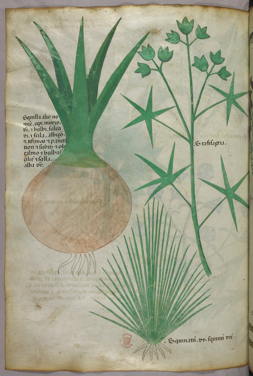 Illustration botanique, vers 1440 (encre et couleur sur vélin) - Italian School