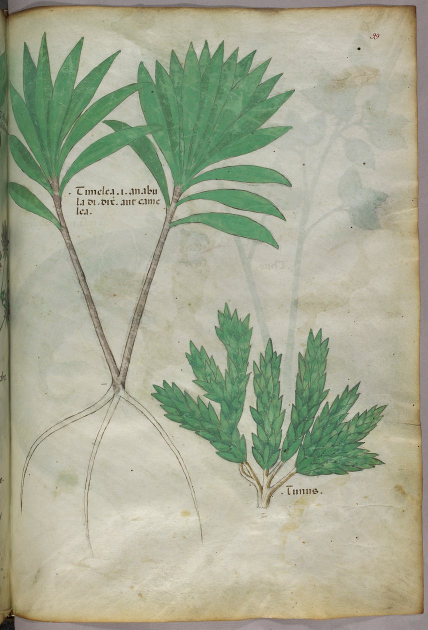 Illustration botanique, vers 1440 (encre et couleur sur vélin) - Italian School