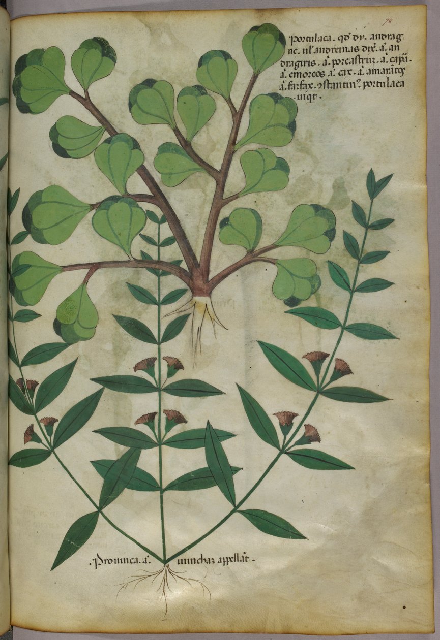 Illustration botanique, vers 1440 (encre et couleur sur vélin) - Italian School