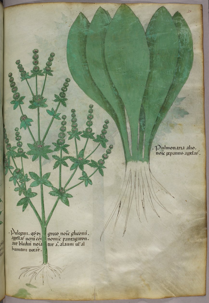 Illustration botanique, vers 1440 (encre et couleur sur vélin) - Italian School
