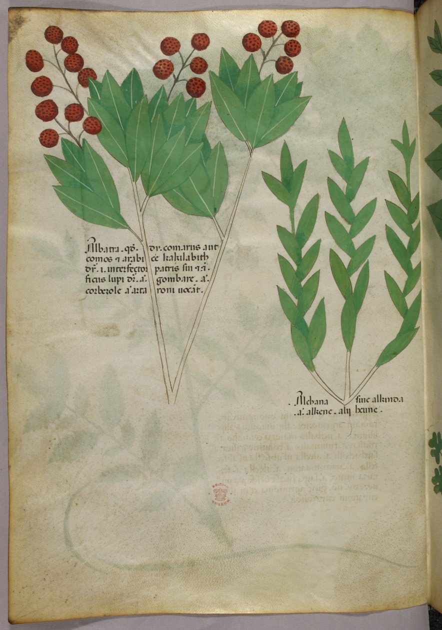 Illustration botanique, vers 1440 (encre et couleur sur vélin) - Italian School