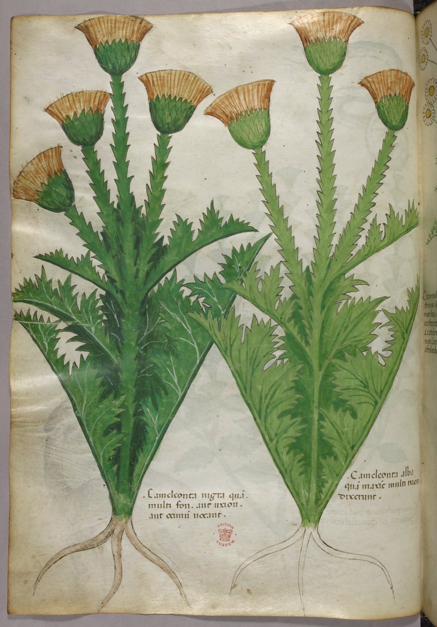 Illustration botanique, vers 1440 (encre et couleur sur vélin) - Italian School