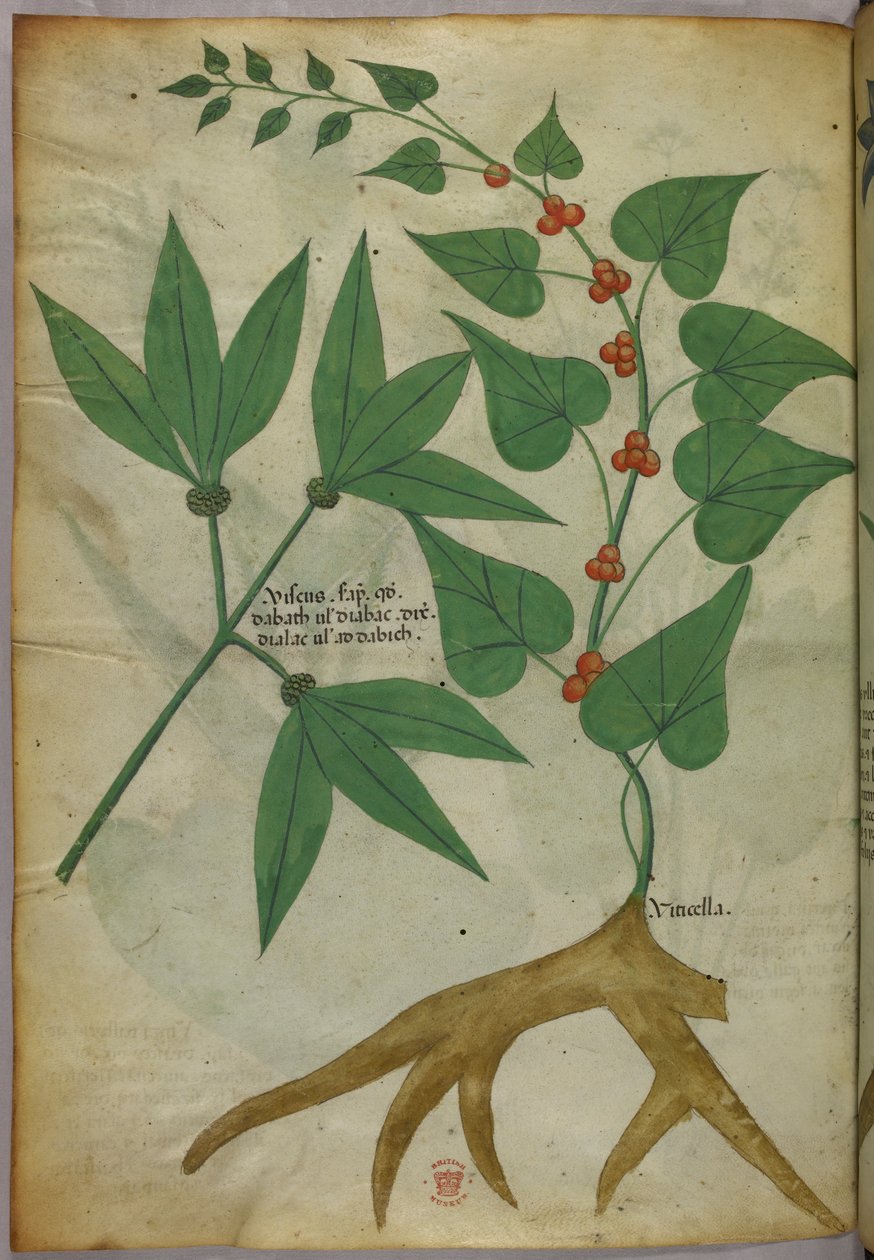 Illustration botanique, vers 1440 (encre et couleur sur vélin) - Italian School