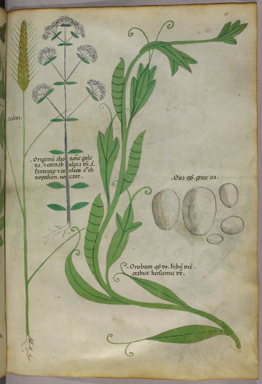 Illustration botanique, vers 1440 (encre et couleur sur vélin) - Italian School