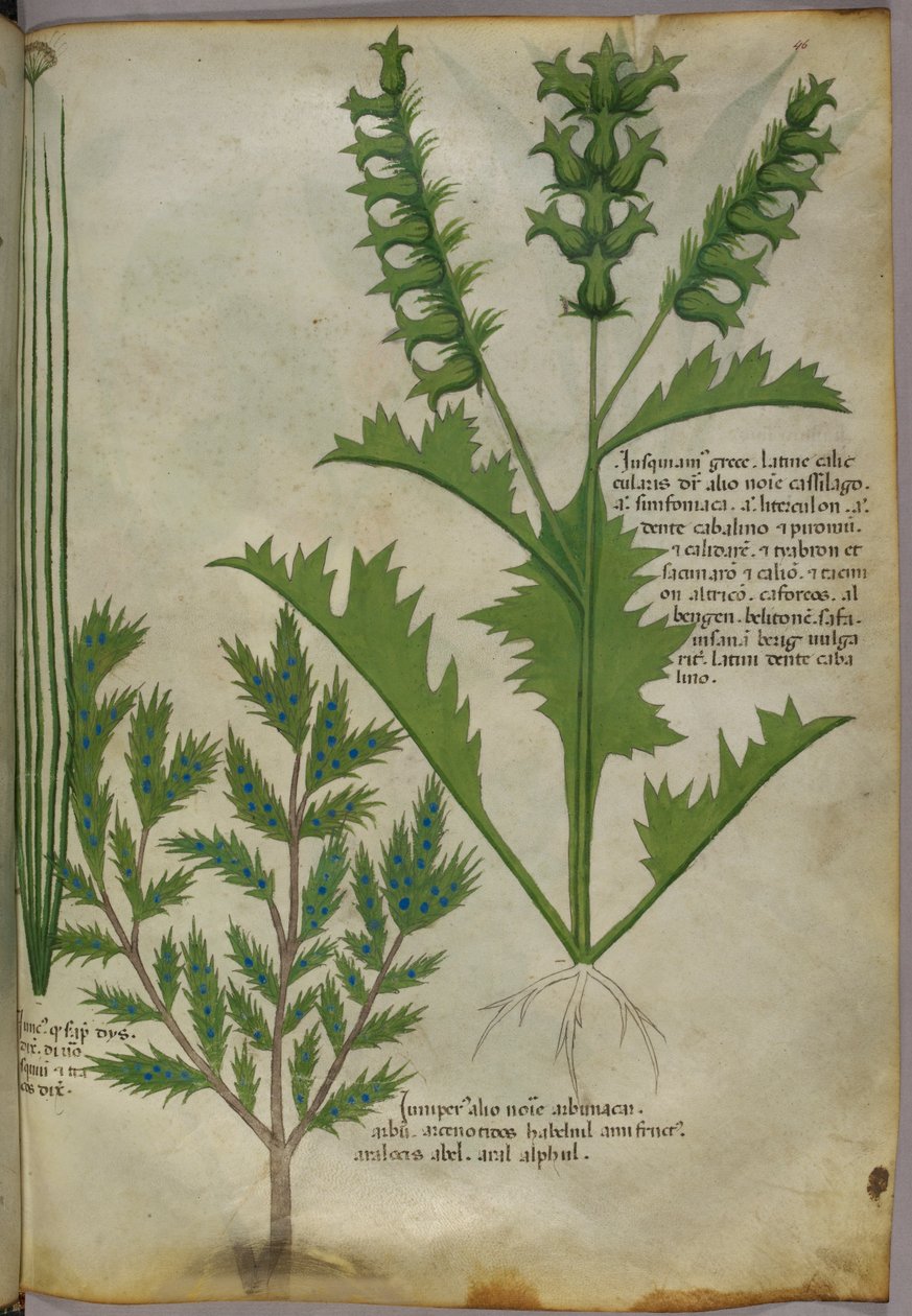 Illustration botanique, vers 1440 (encre et couleur sur vélin) - Italian School