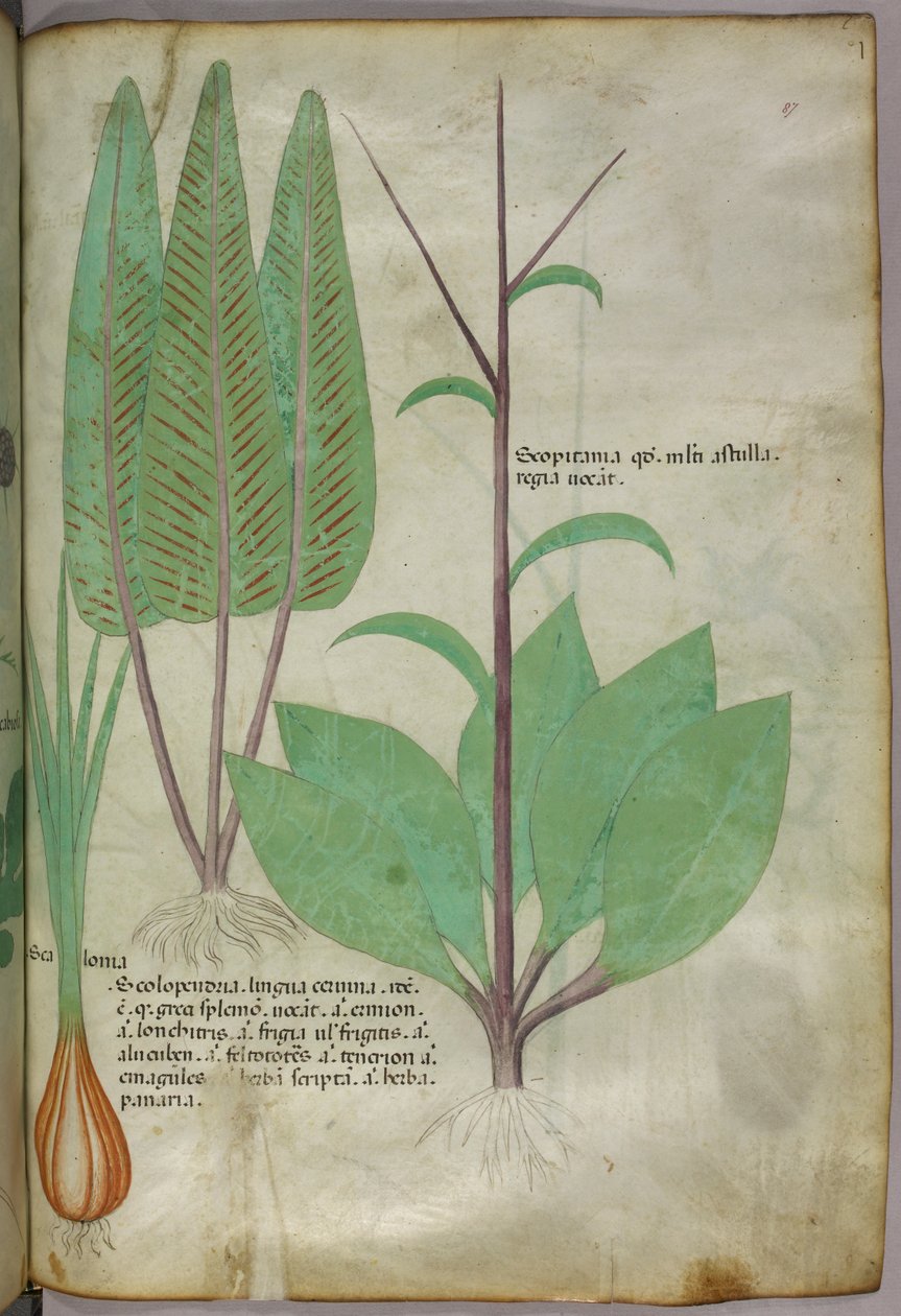 Illustration botanique, vers 1440 (encre et couleur sur vélin) - Italian School
