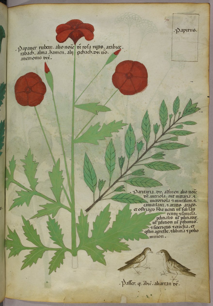 Illustration botanique, vers 1440 (encre et couleur sur vélin) - Italian School