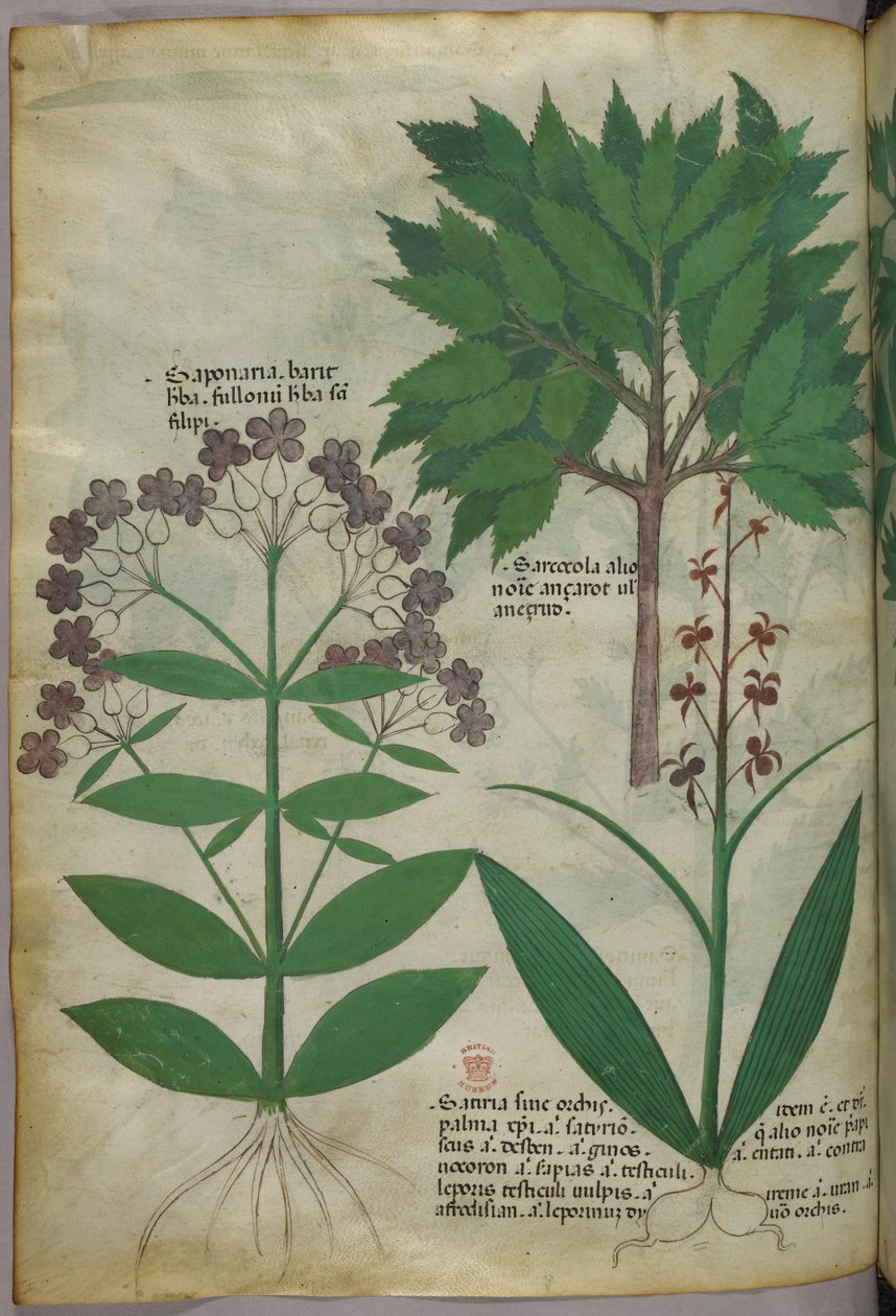 Illustration botanique, vers 1440 (encre et couleur sur vélin) - Italian School