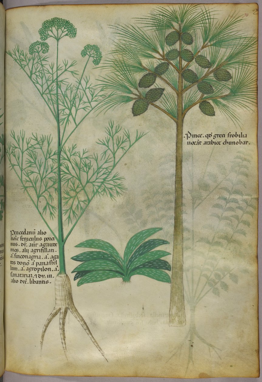 Illustration botanique, vers 1440 (encre et couleur sur vélin) - Italian School