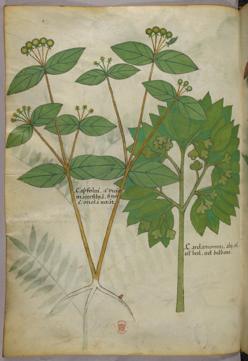 Illustration botanique, vers 1440 (encre et couleur sur vélin) - Italian School