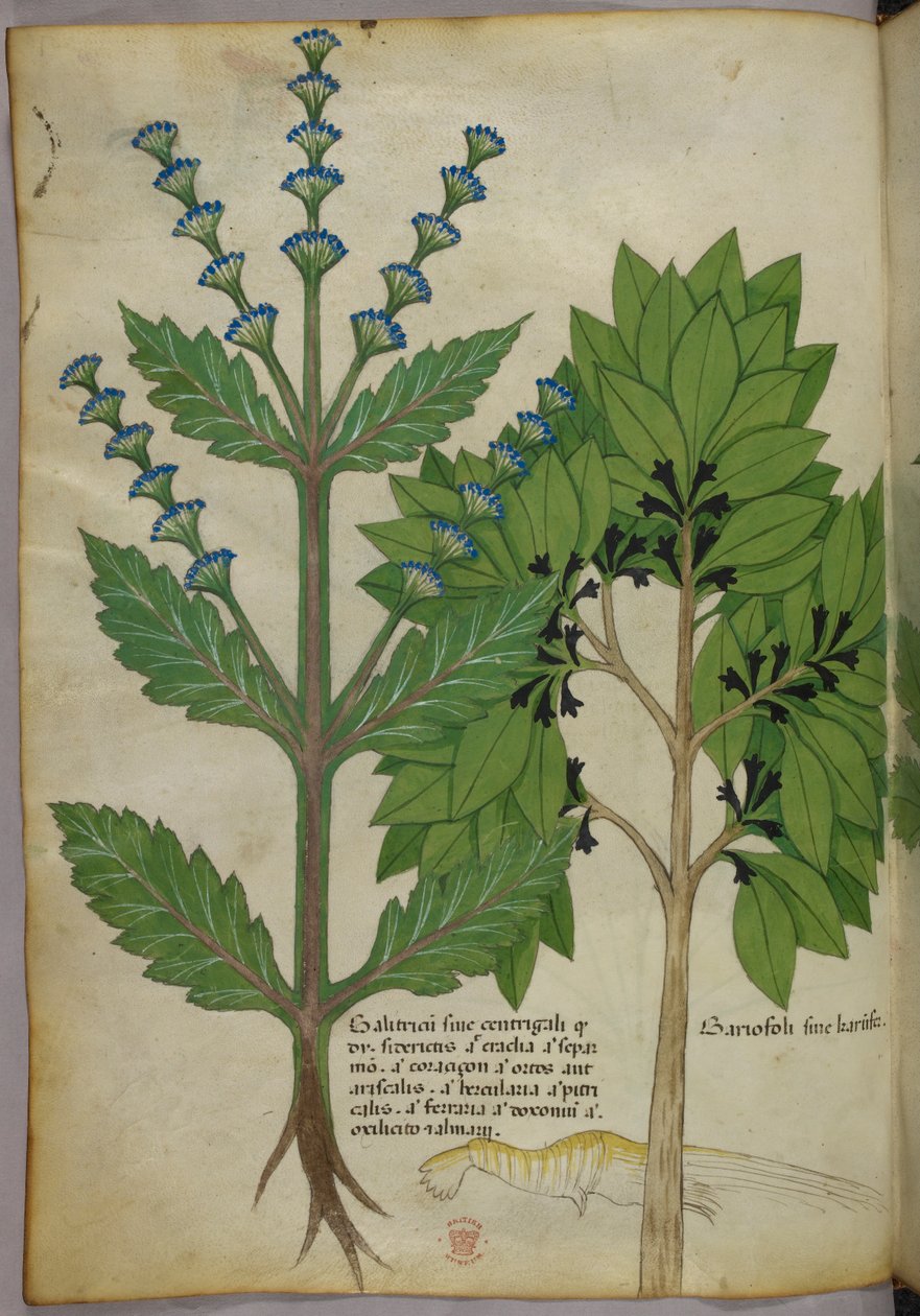Illustration botanique tirée de Herbal, Tractatus de Herbis, Sloane 4016 f.39v, vers 1440 (encre et couleur sur vélin) - Italian School