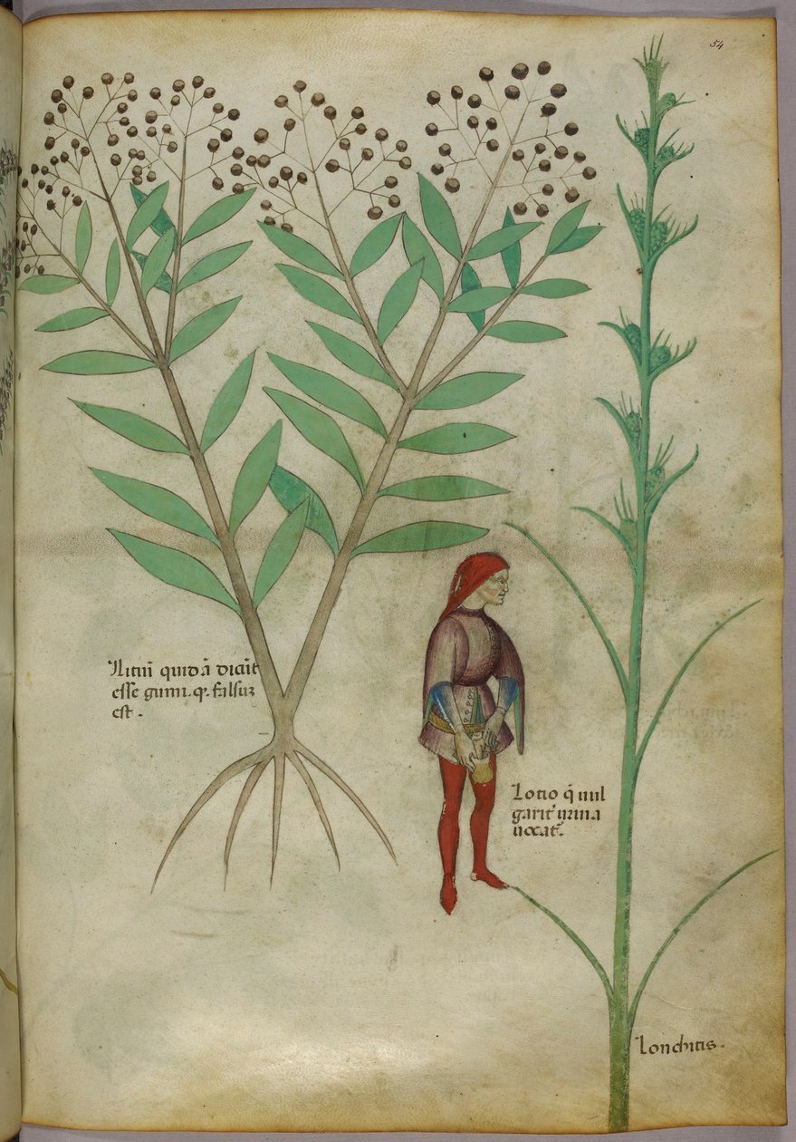 Illustration botanique d