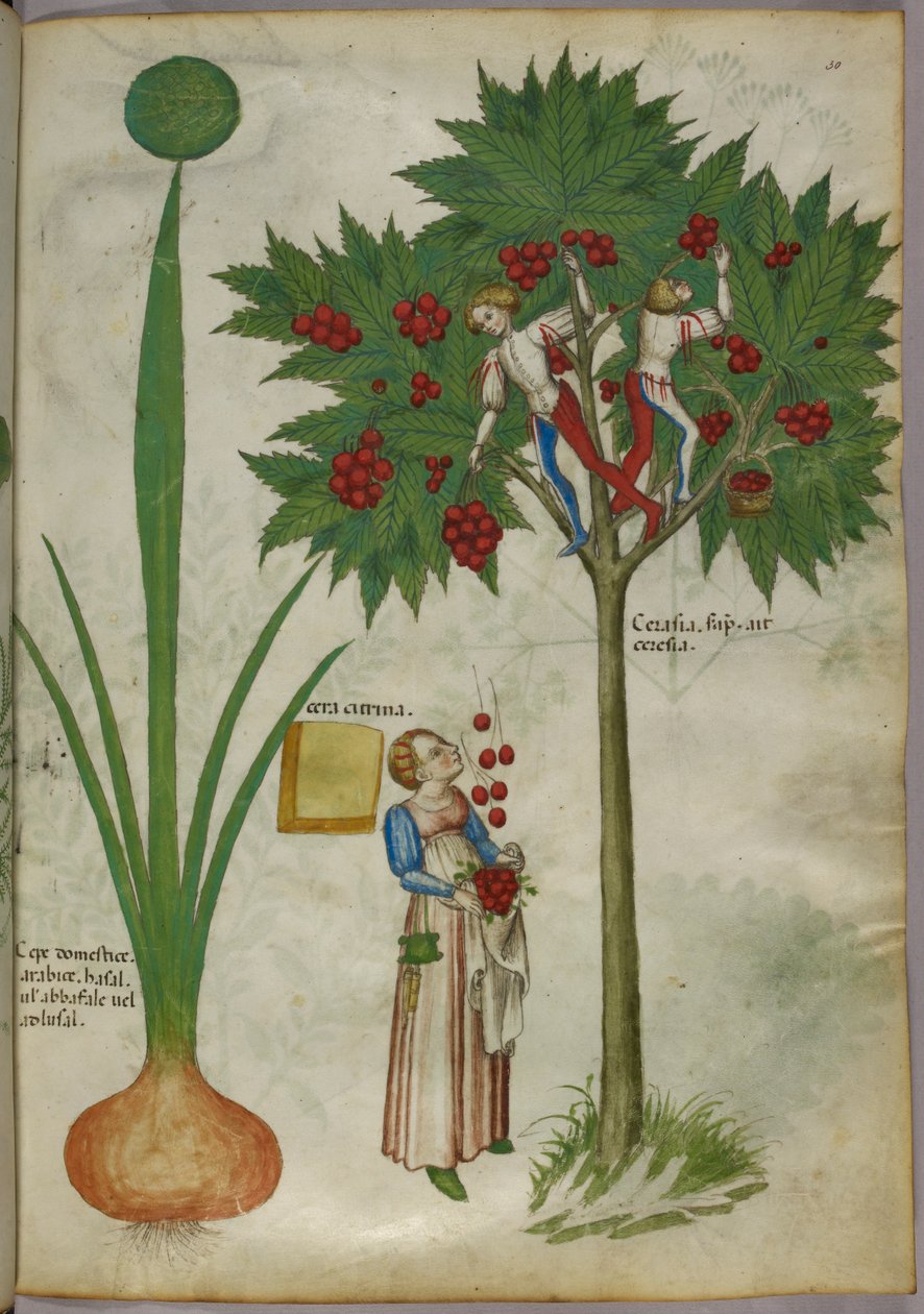 Illustration botanique d