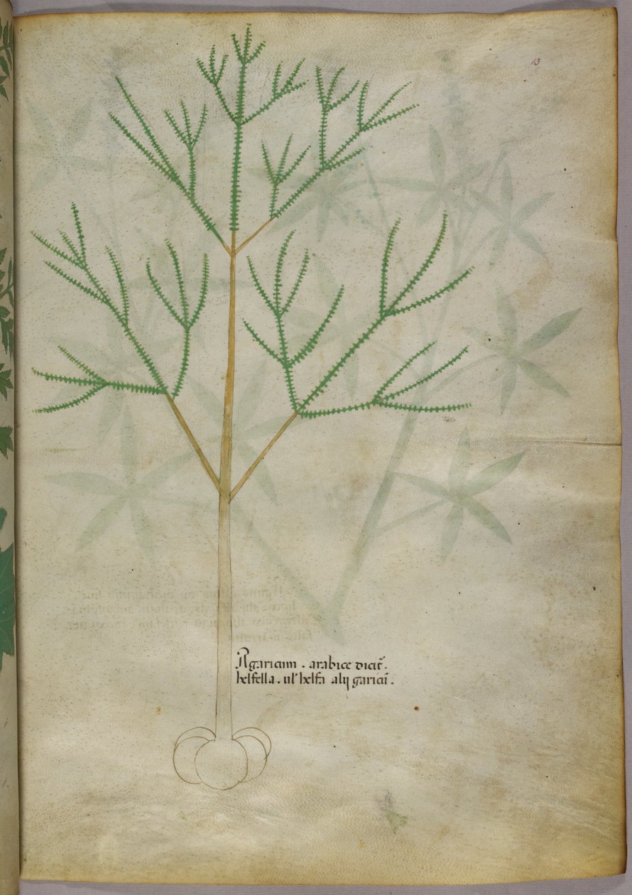 Illustration botanique d