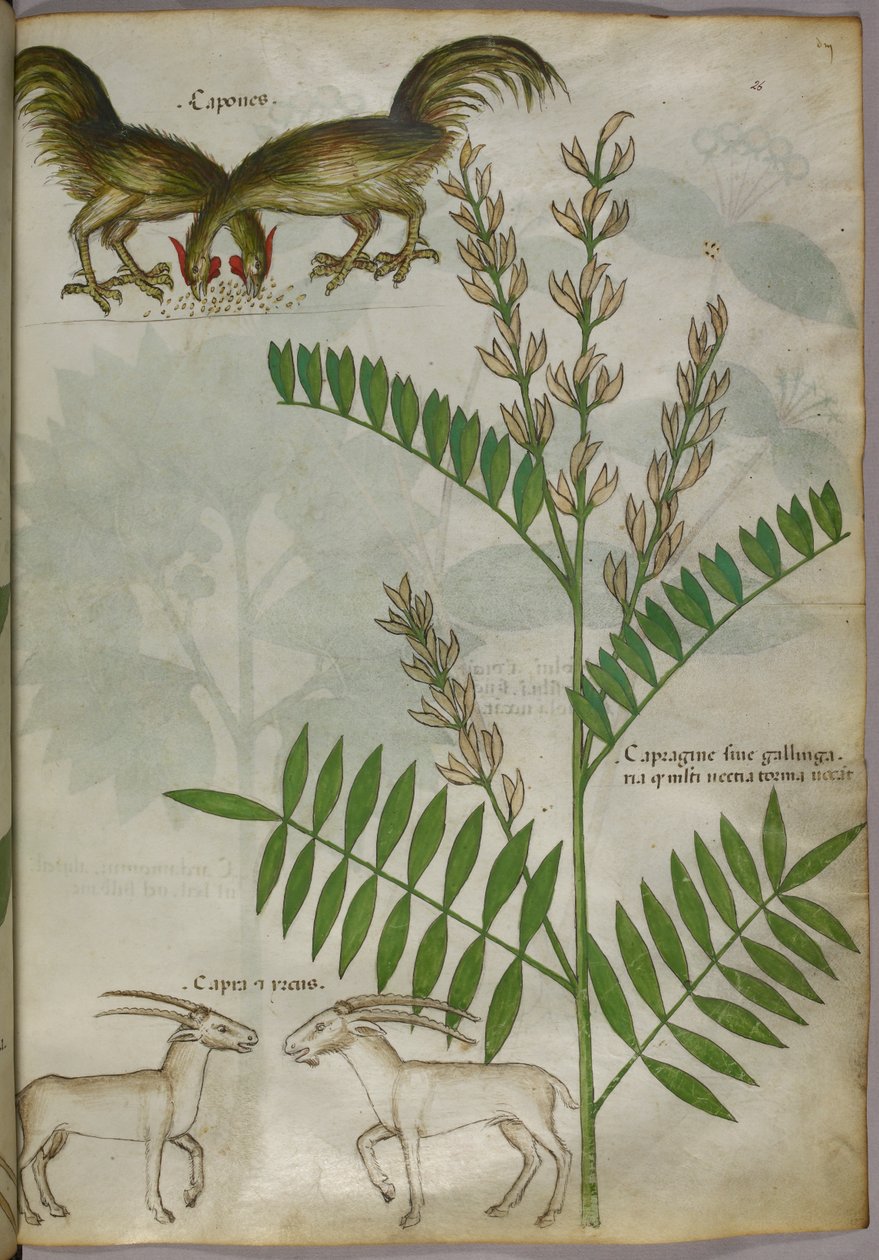 Illustration botanique d