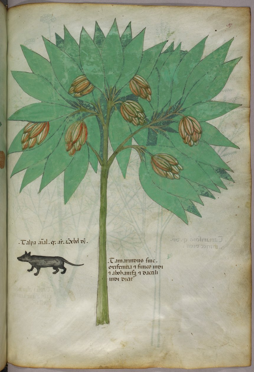 Illustration botanique d