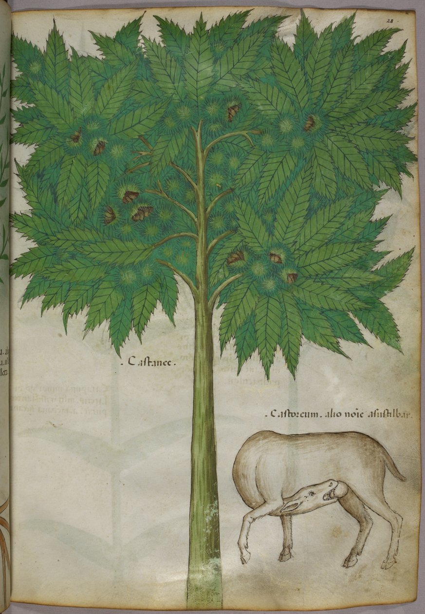 Illustration botanique d