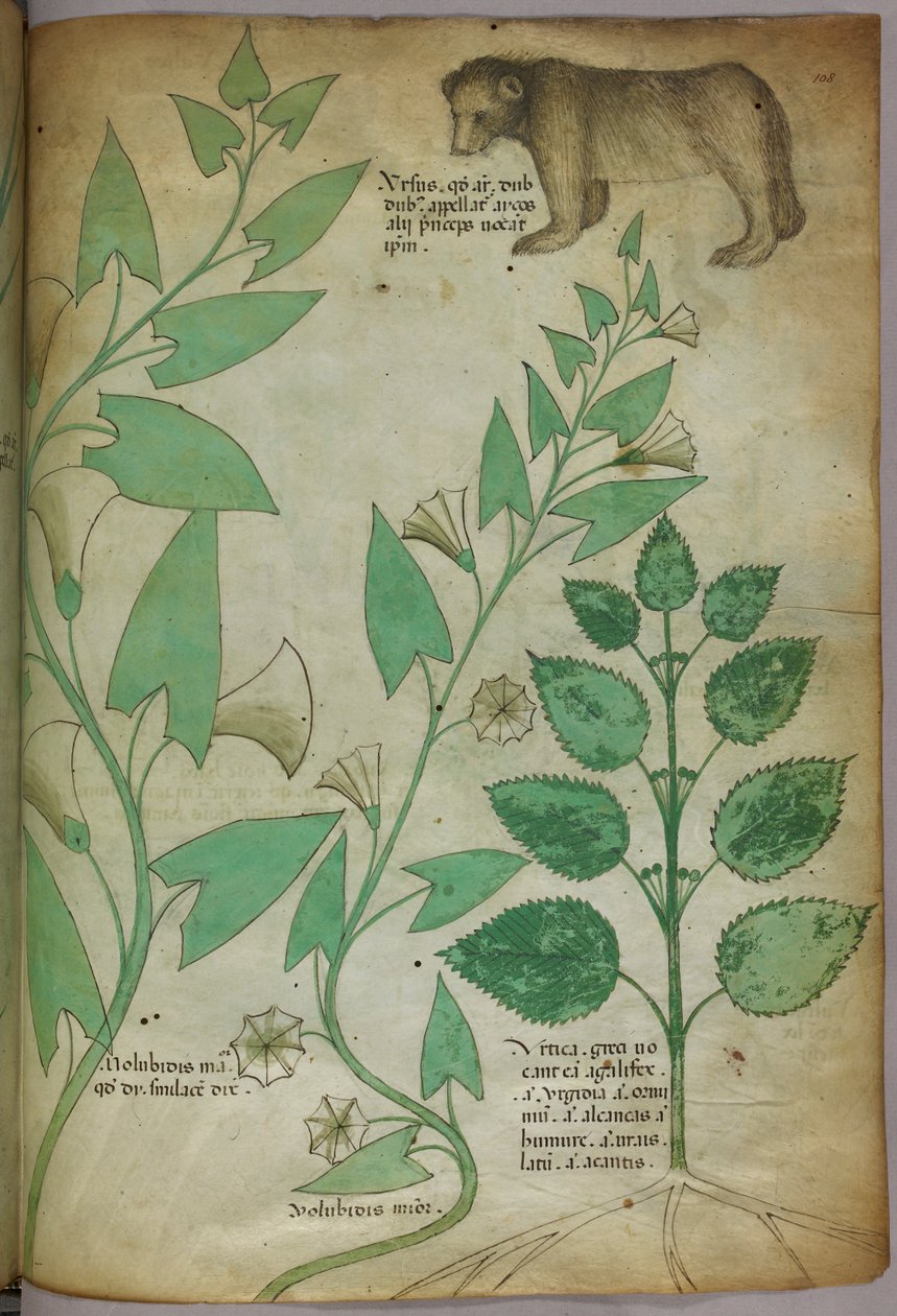 Illustration botanique d