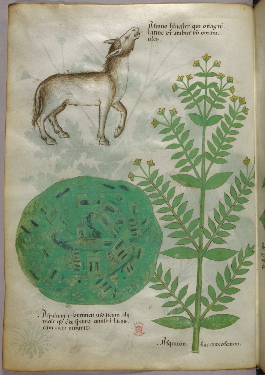 Illustration botanique d