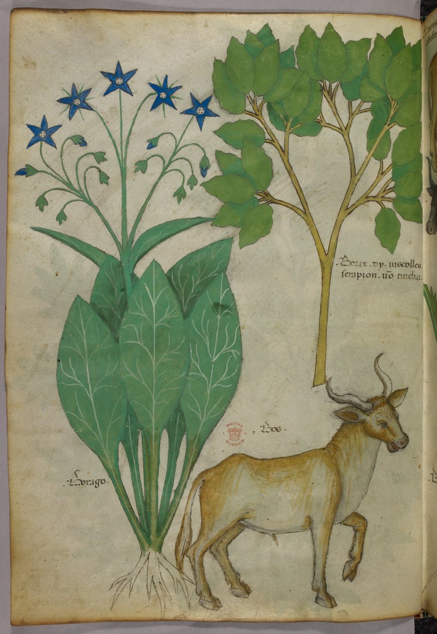 Illustration botanique de plantes et d