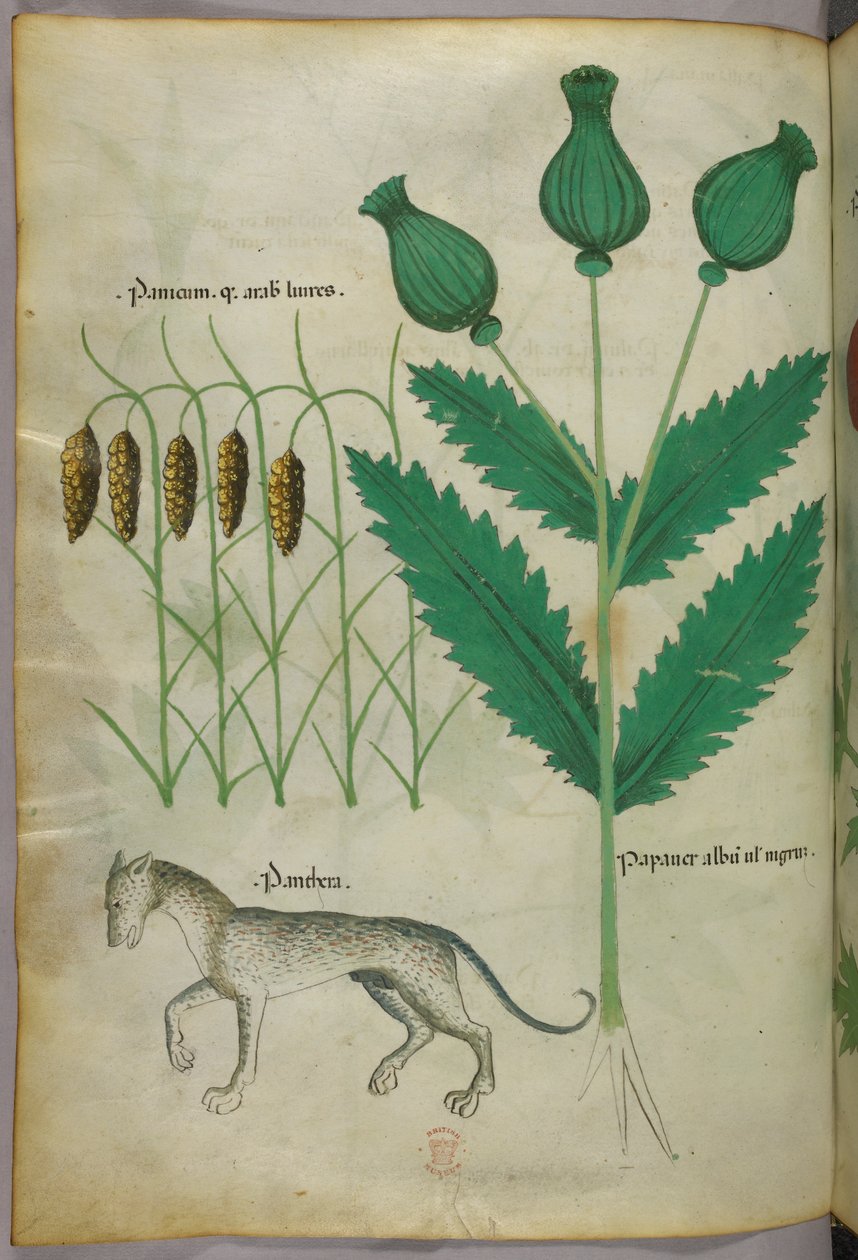 Illustration botanique de plantes et d
