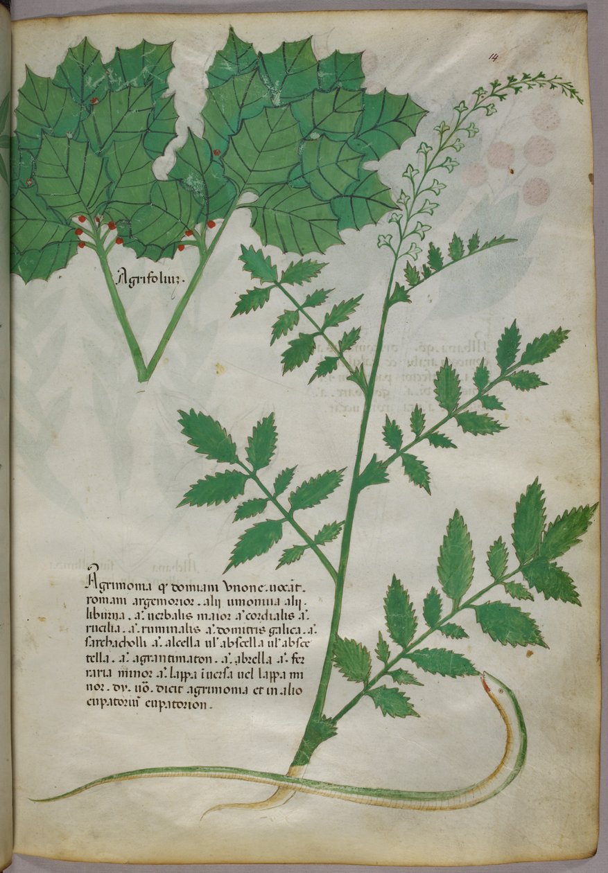 Illustration botanique de plantes et d