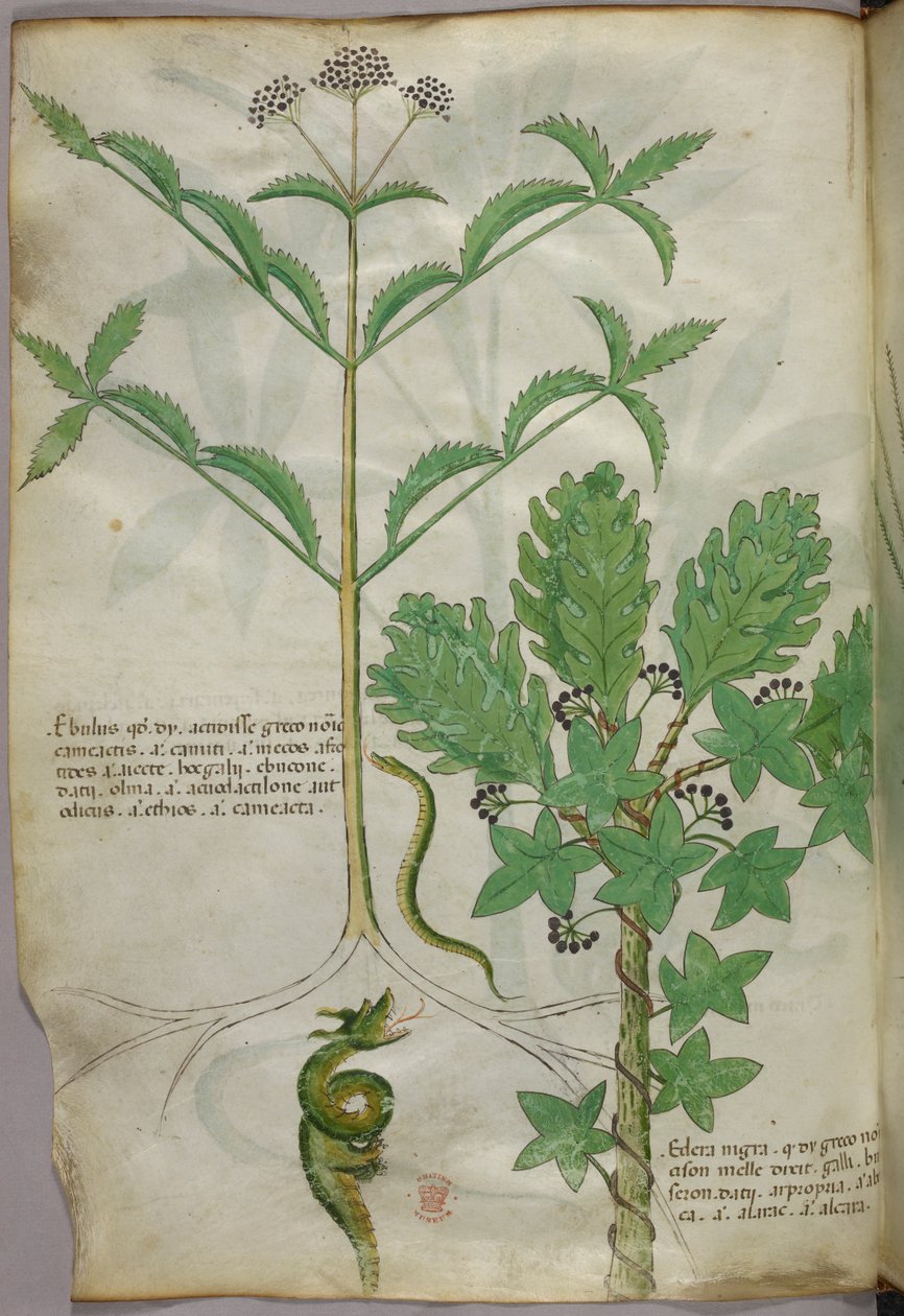 Illustration botanique de plantes et d
