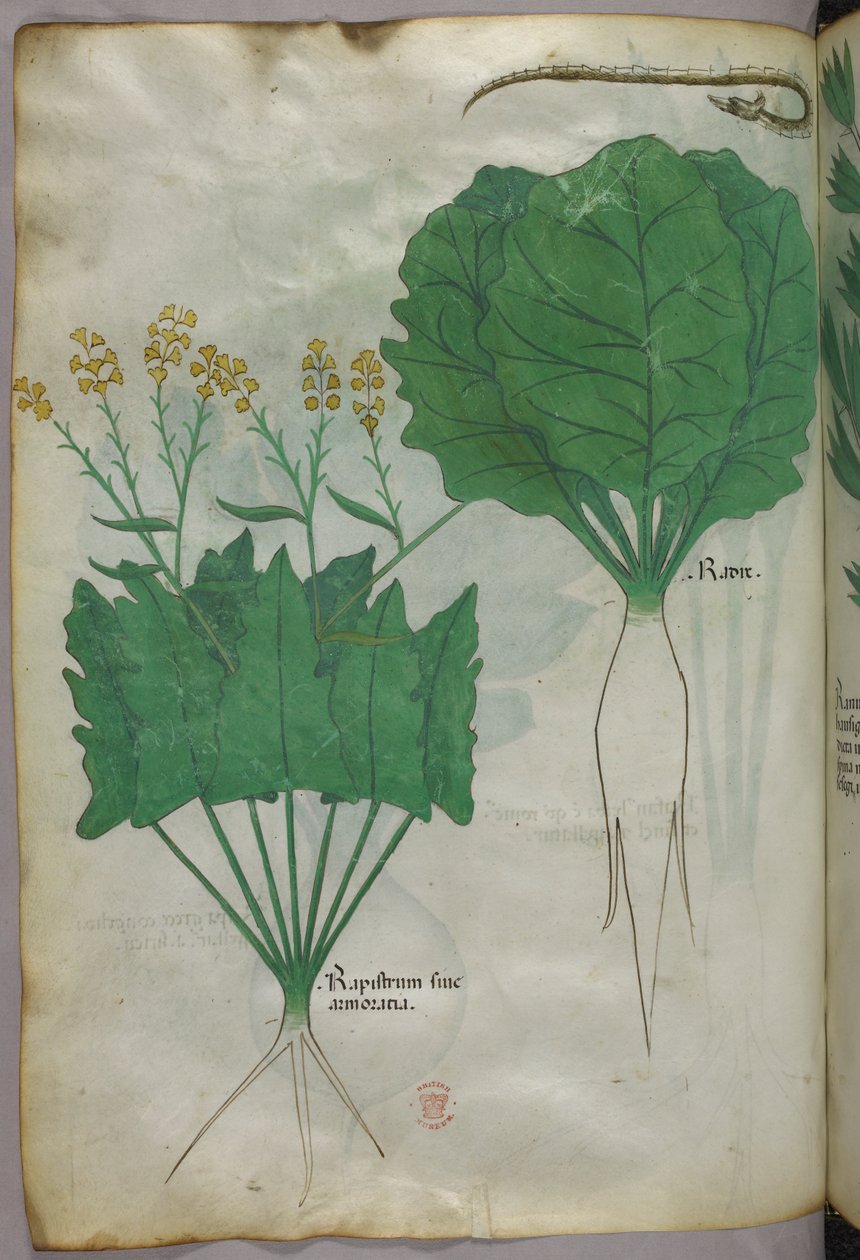 Illustration botanique de plantes et d