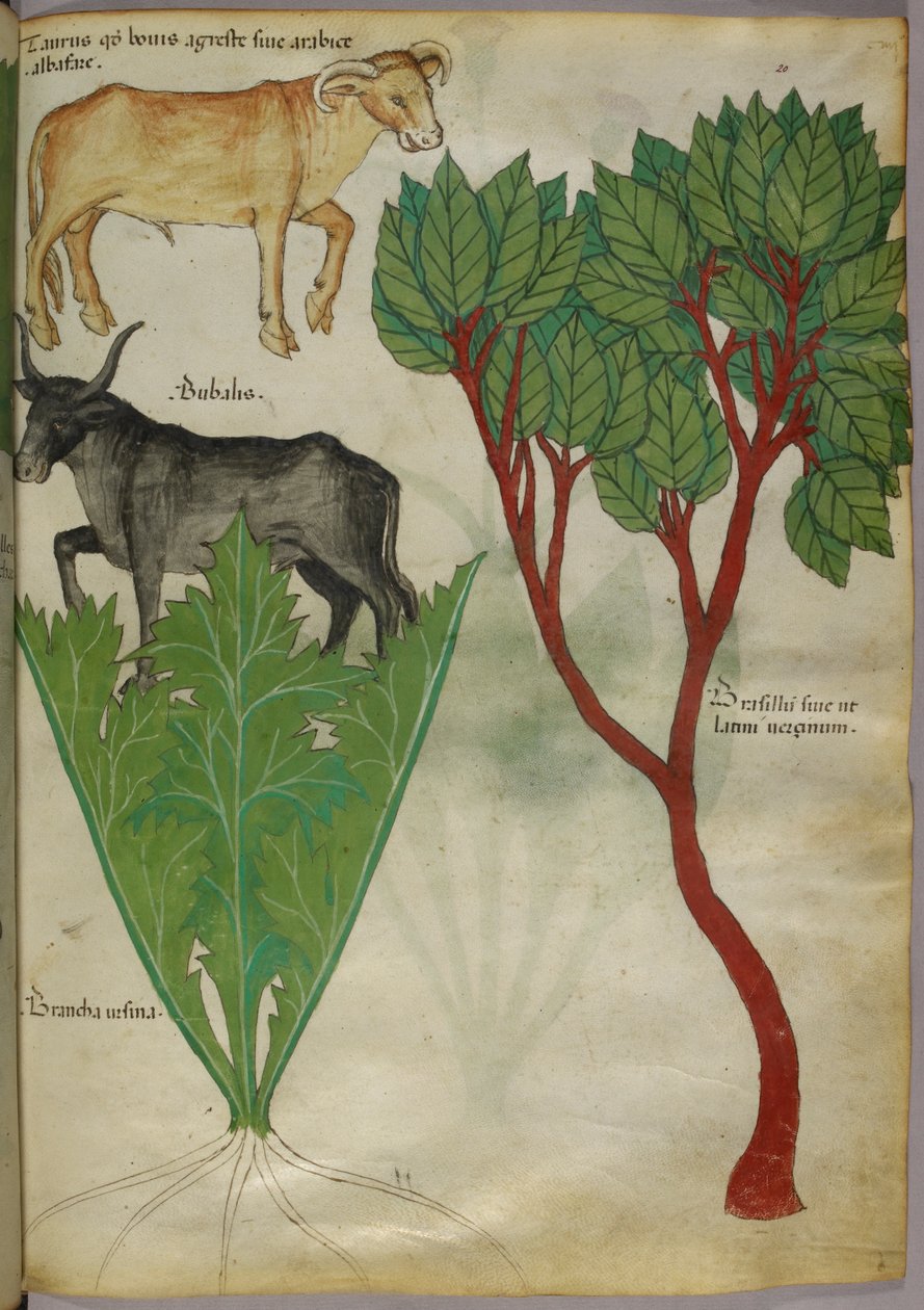 Illustration botanique de plantes et de taureaux, vers 1440 (encre et couleur sur vélin) - Italian School