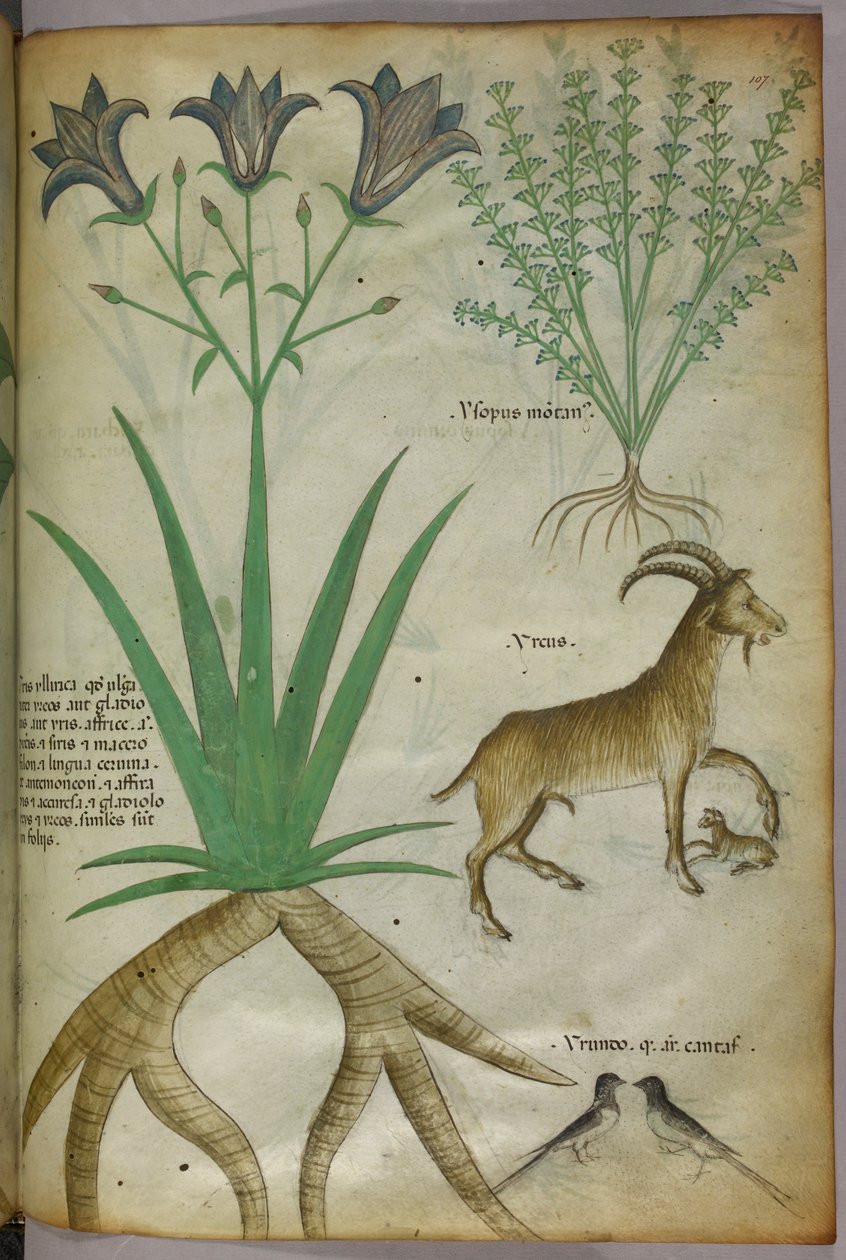 Illustration botanique de plantes, d