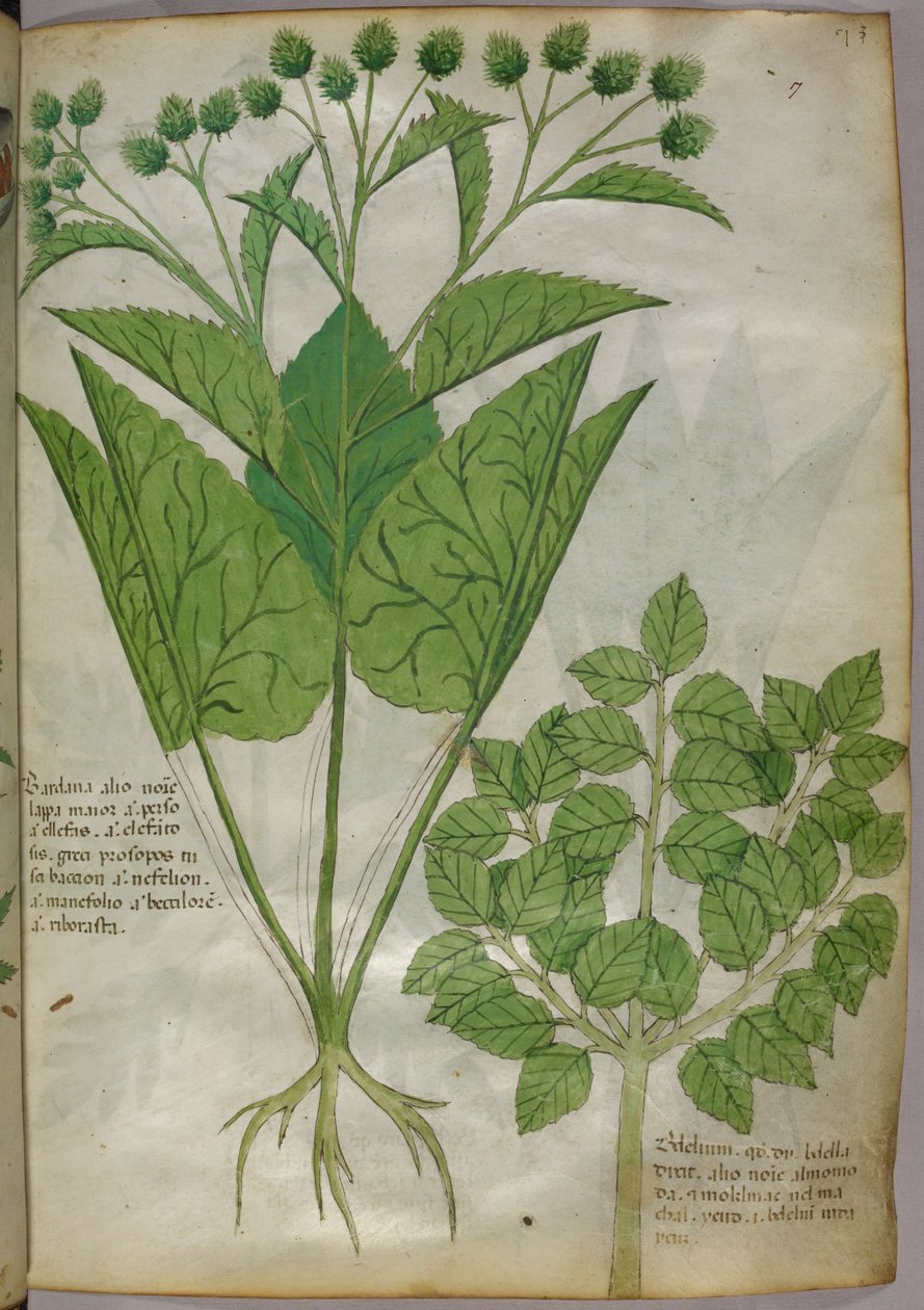 Illustration botanique de plantes, vers 1440 (encre et couleur sur vélin) - Italian School