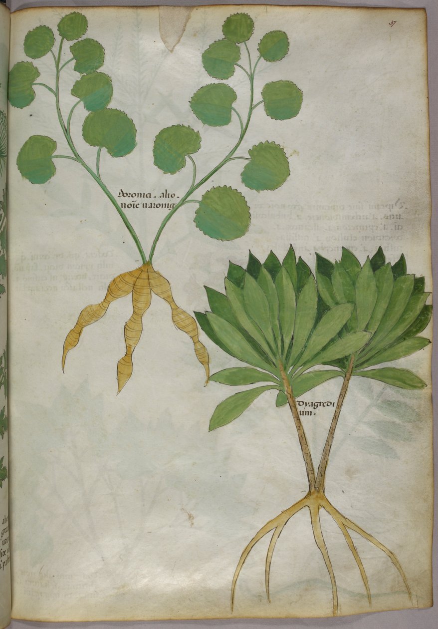Illustration botanique de plantes, vers 1440 (encre et couleur sur vélin) - Italian School