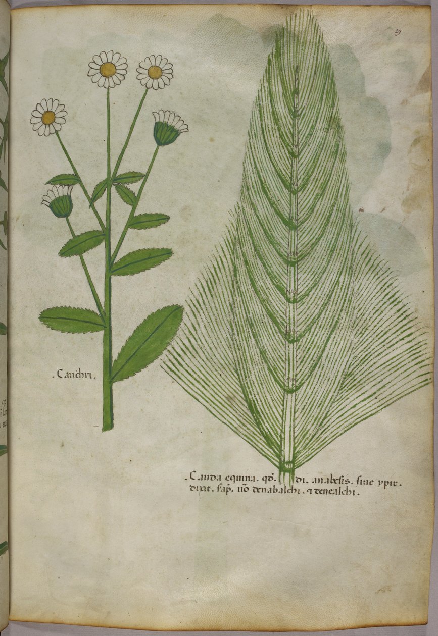 Illustration botanique de plantes, vers 1440 (encre et couleur sur vélin) - Italian School