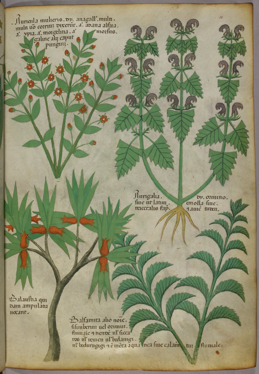 Illustration botanique de plantes, vers 1440 (encre et couleur sur vélin) - Italian School