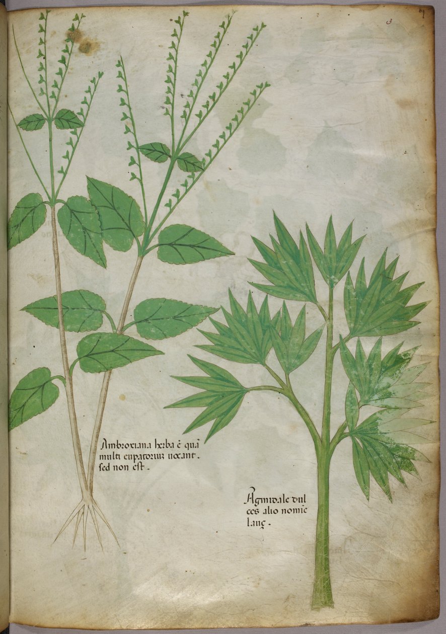 Illustration botanique de plantes, vers 1440 (encre et couleur sur vélin) - Italian School