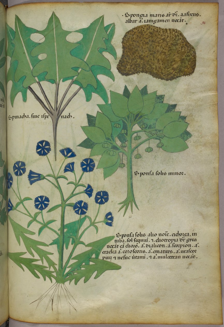Illustration botanique de plantes, dont une éponge, vers 1440 (encre et couleur sur vélin) - Italian School