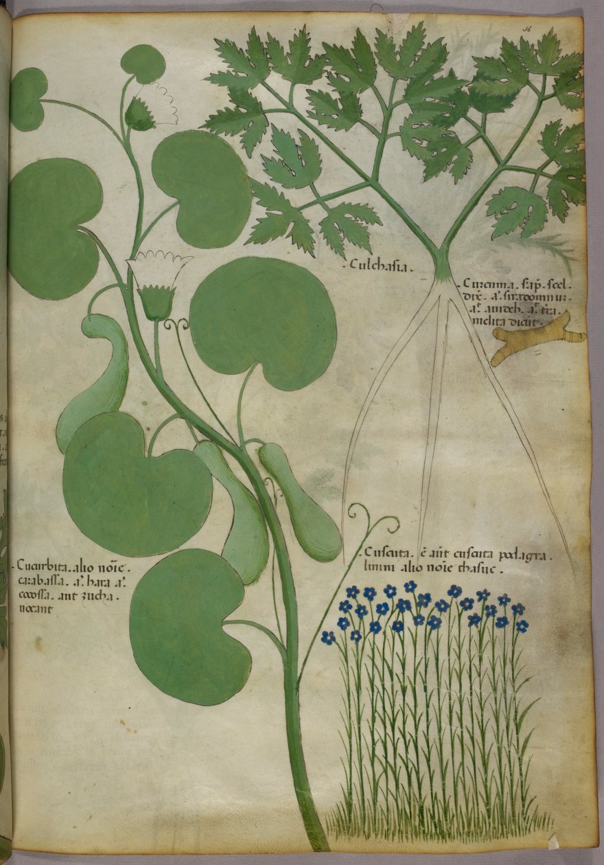 Illustration botanique de plantes, y compris de fleurs, vers 1440 (encre et couleur sur vélin) - Italian School