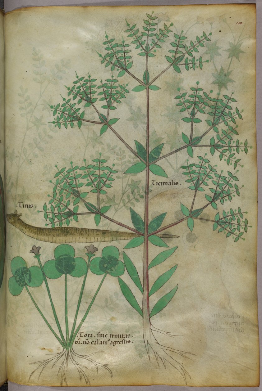 Illustration botanique de plantes avec un animal, vers 1440 (encre et couleur sur vélin) - Italian School
