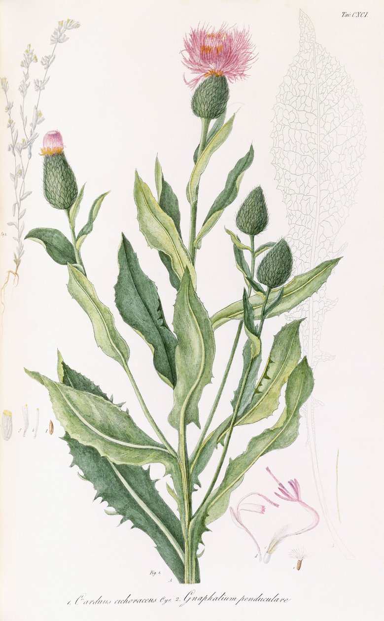 Cardus cichoraceus et Gnaphalium penduculare, 1811-1838 - Italian School