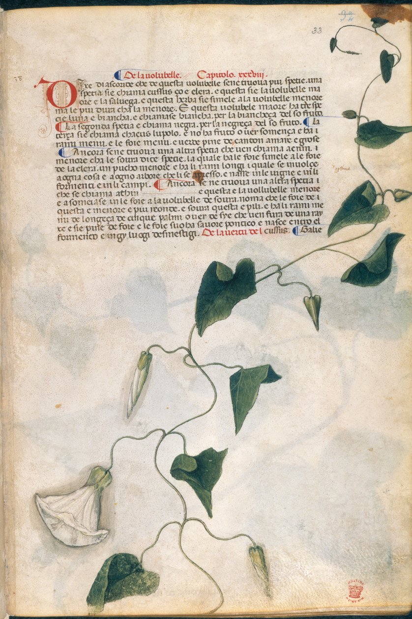 Plante de liseron, illustration du 