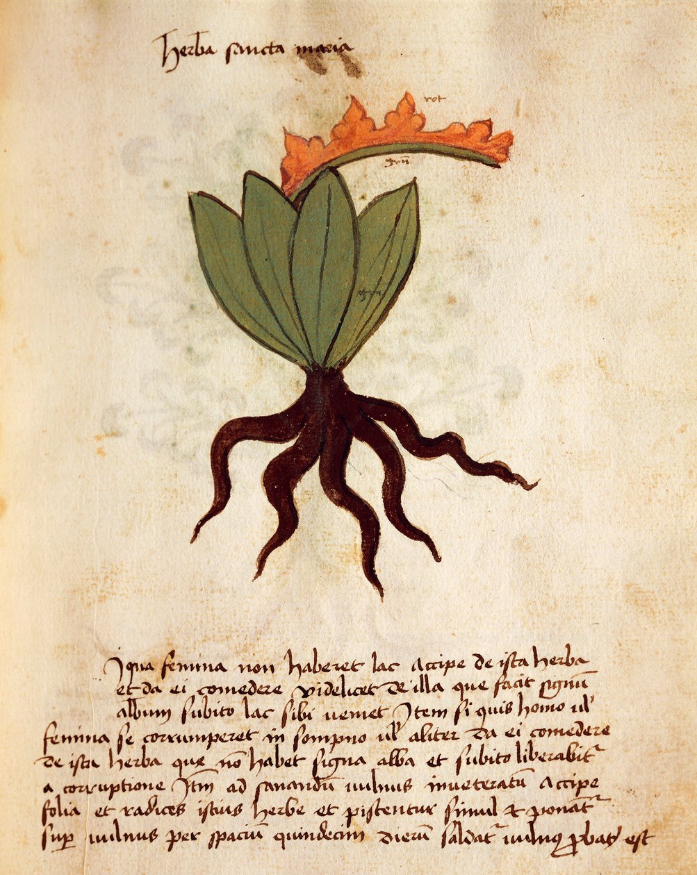 Costmary ou herbe balsamique (Tanacetum balsamita) - Italian School