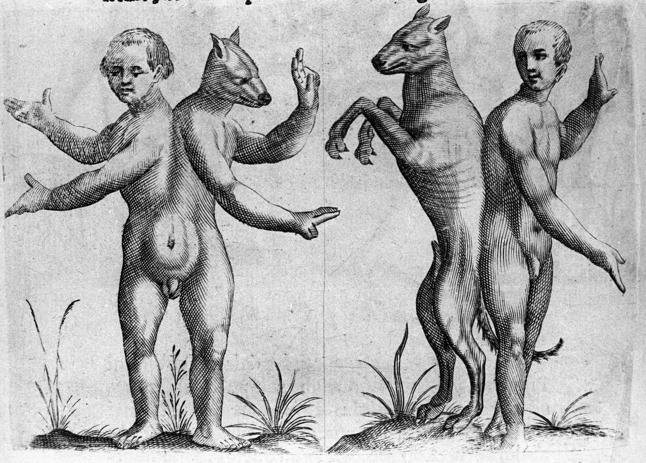 Différents types de monstres humains : deux créatures à double corps, mi-homme mi-chien (Siamois). Gravure tirée de « De monstrorum natura, causis et differentiis » par Fortunio Liceti (1577-1656), scientifique italien. 1646 - Italian School