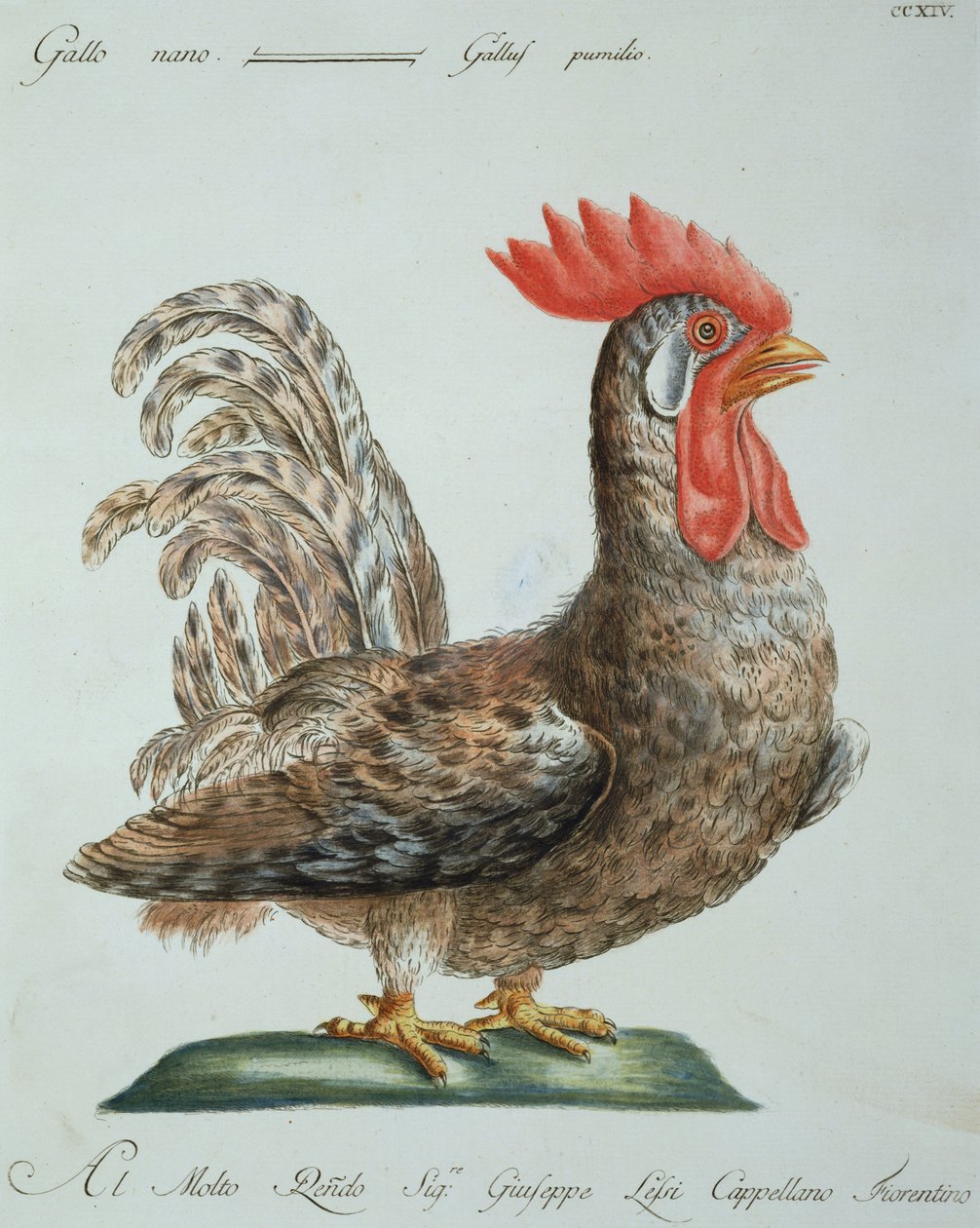 Coq nain, vers 1767-76 - Italian School